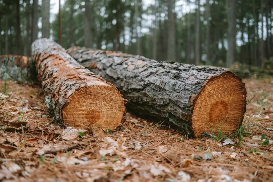 Centralised Logging: A Practical Starting Point for KaliLinux.net Labs